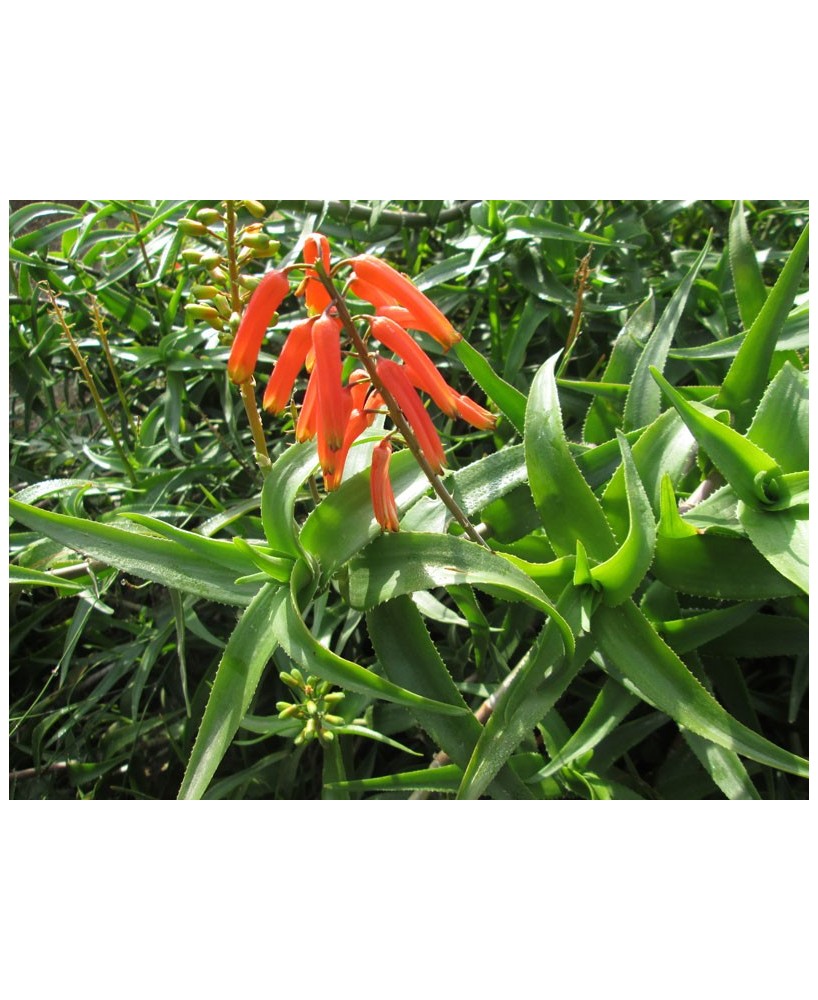 Kuentz-cactus  - Aloe ciliaris - Touffe H 40 cm