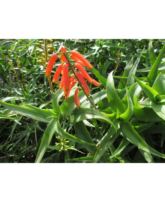 Kuentz-cactus  - Aloe ciliaris - Touffe H 40 cm