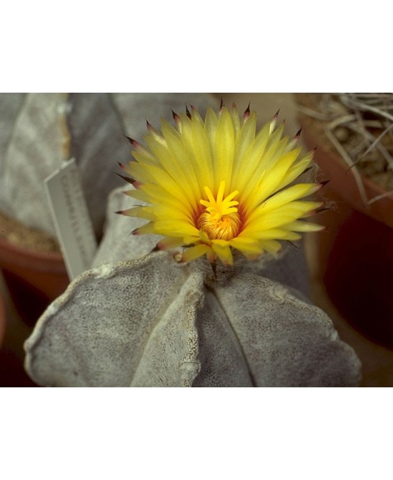 Kuentz-cactus  - Astrophytum coahuilense - Pot  8 cm