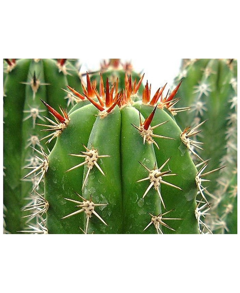 Kuentz-cactus  - Pachycereus pecten-aboriginum - Pot  6 cm