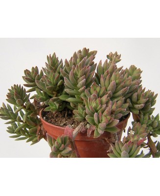 Kuentz-cactus  - Crassula ausensis (C. littlewoodii) - Pot  8 cm
