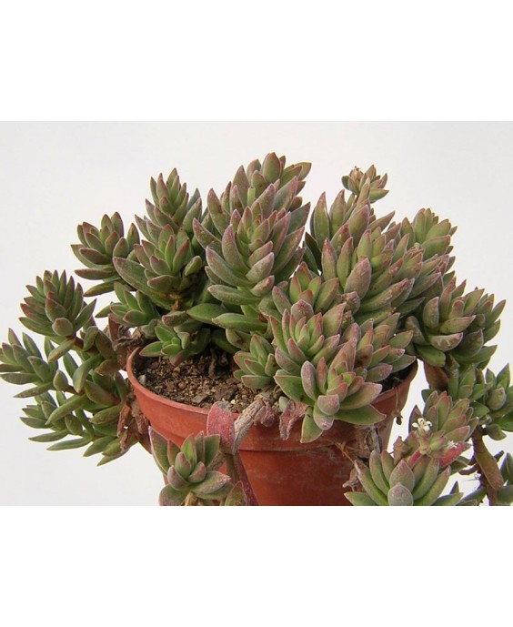 Kuentz-cactus  - Crassula ausensis (C. littlewoodii) - Pot  8 cm