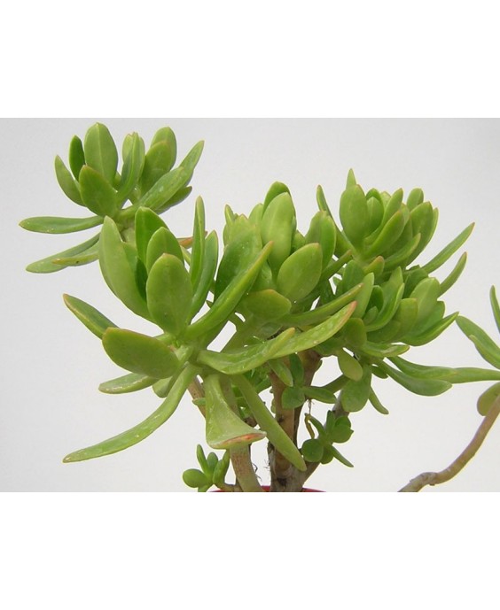 Kuentz-cactus  - Sedum praealtum (S. dendroideum ssp. praealtum) - Pot  6 cm