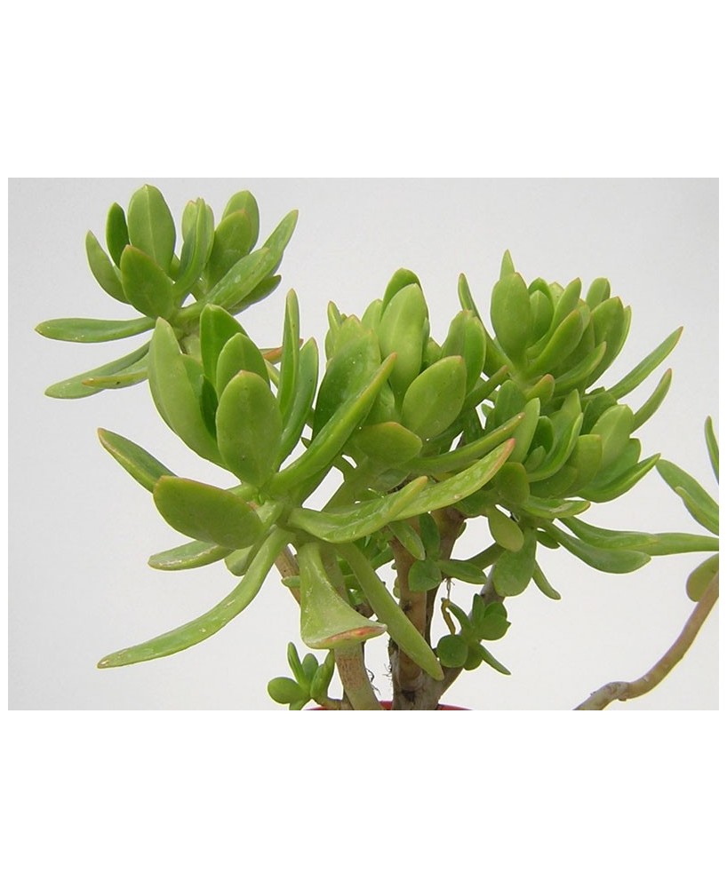 Kuentz-cactus  - Sedum praealtum (S. dendroideum ssp. praealtum) - Pot 10 cm