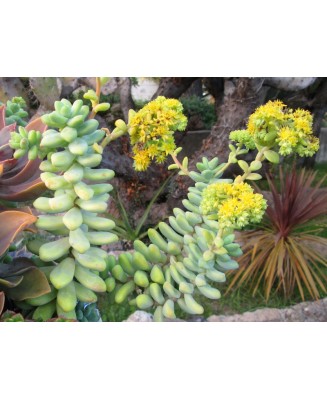 Kuentz-cactus  - Sedum treleasei (1) - Pot 10 cm