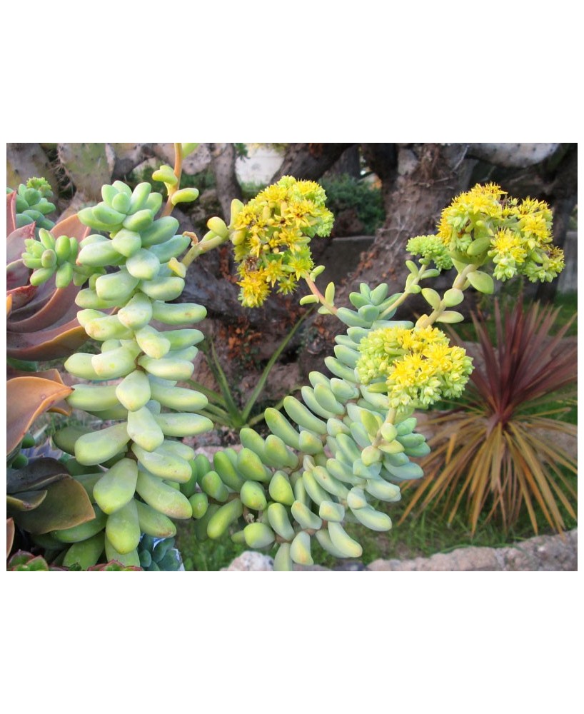 Kuentz-cactus  - Sedum treleasei (1) - Pot 10 cm