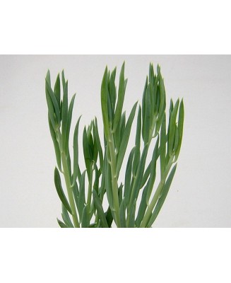 Kuentz-cactus  - Senecio talinoides (S. spiculosus) - Pot 10 cm