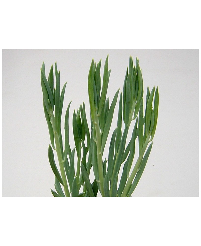 Kuentz-cactus  - Senecio talinoides (S. spiculosus) - Pot 10 cm