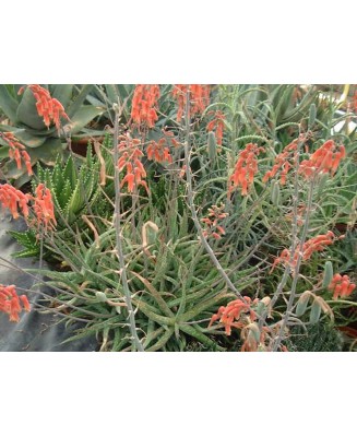 Kuentz-cactus  - Aloe jacksonii - Pot 10 cm