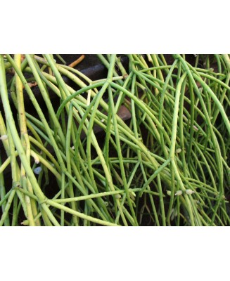 Kuentz-cactus  - Rhipsalis baccifera   - Pot  8 cm