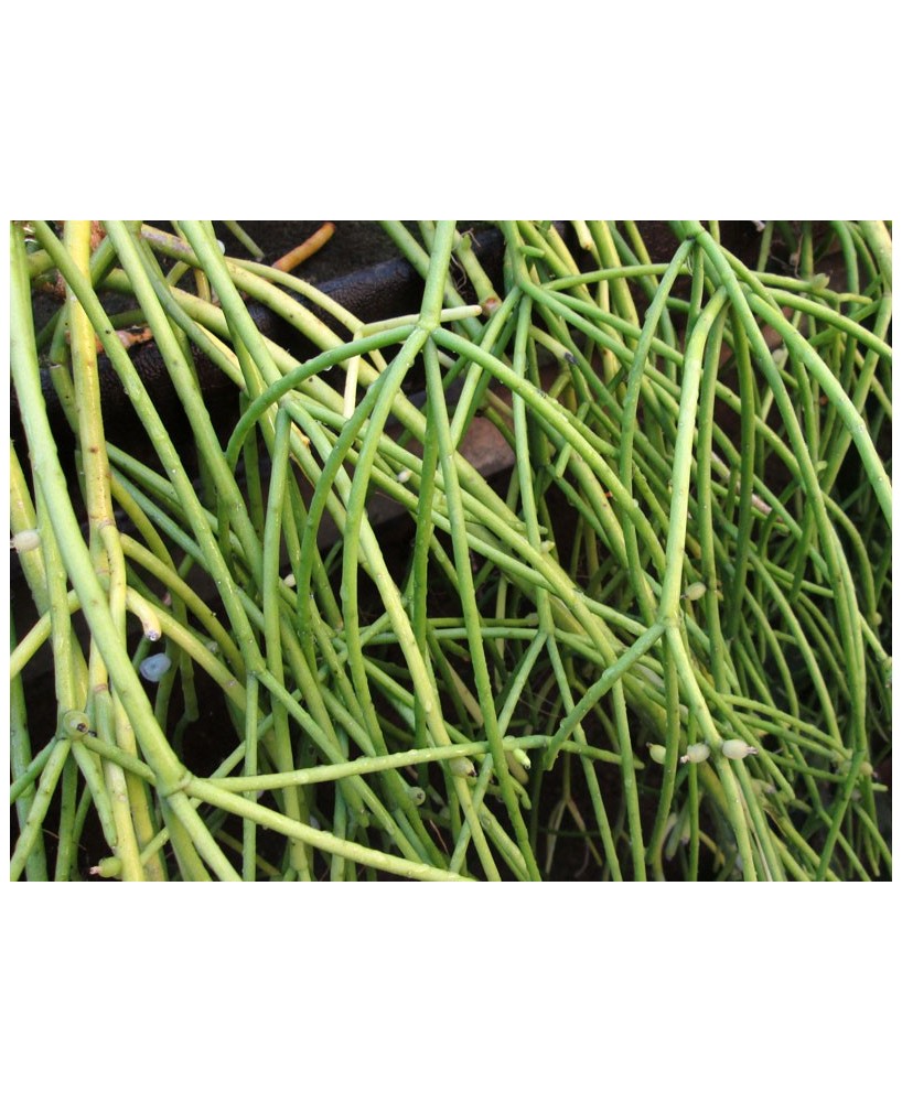 Kuentz-cactus  - Rhipsalis baccifera   - Pot  8 cm