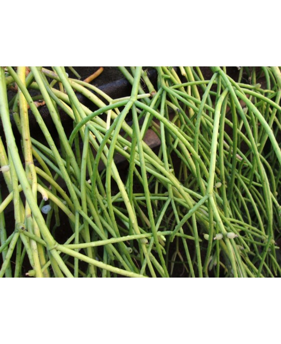 Kuentz-cactus  - Rhipsalis baccifera   - Pot  8 cm