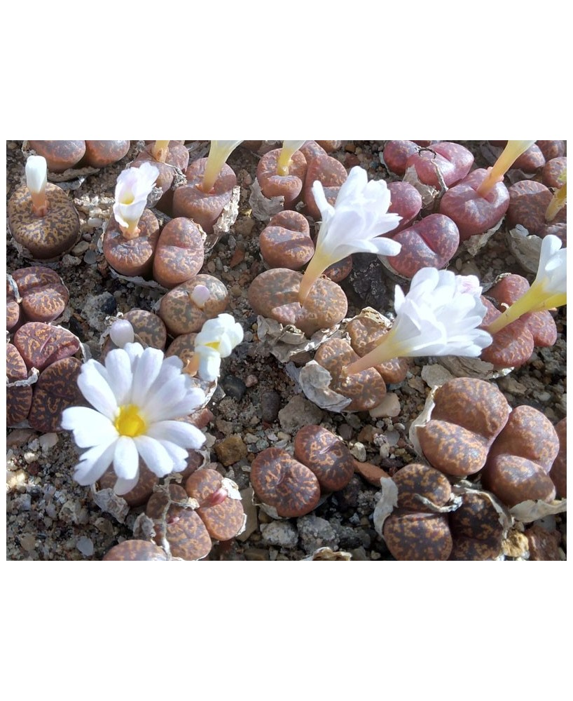 Kuentz-cactus  - Conophytum pellucidum - Pot  5 cm