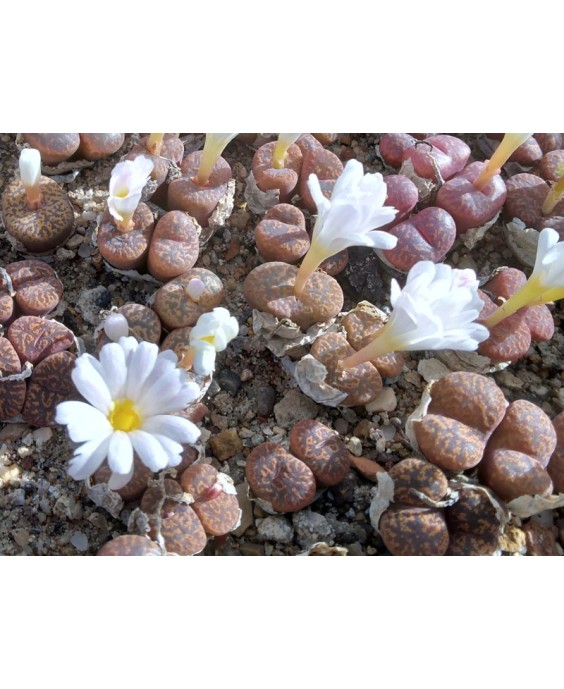 Kuentz-cactus  - Conophytum pellucidum - Pot  5 cm