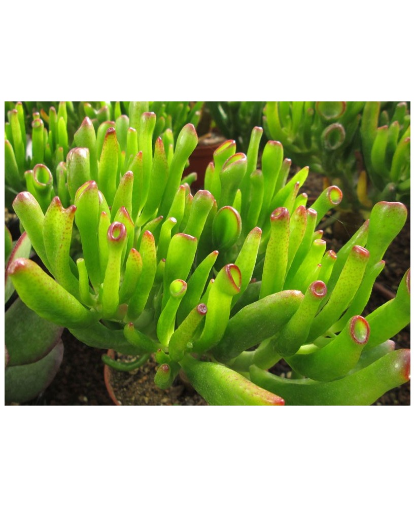 Kuentz-cactus  - Crassula ovata 'Lady Fingers' - Pot  5 cm