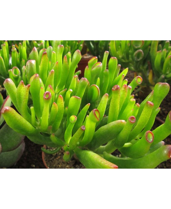 Kuentz-cactus  - Crassula ovata 'Lady Fingers' - Pot  5 cm