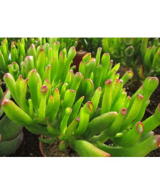 Kuentz-cactus  - Crassula ovata 'Lady Fingers' - Pot  6 cm