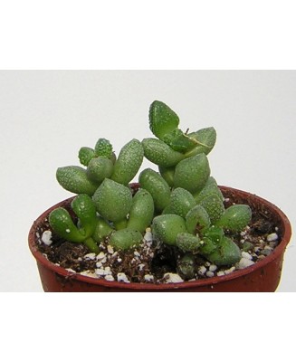 Kuentz-cactus  - Crassula elegans (globosa) - Pot  5 cm