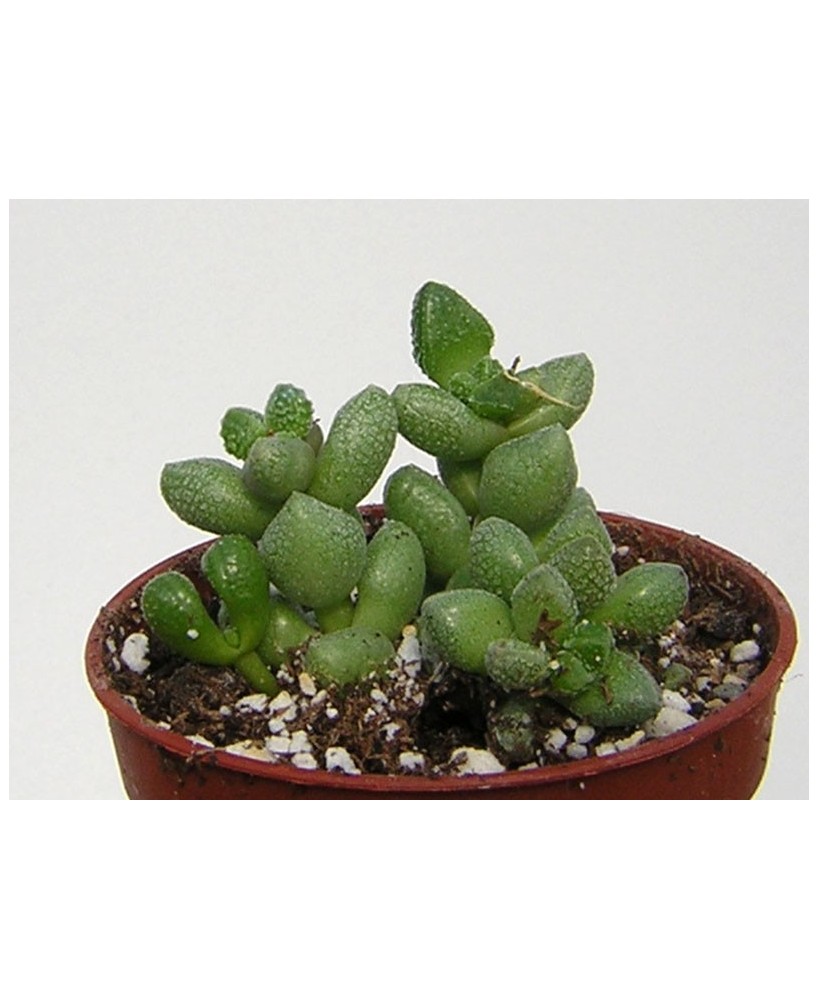 Kuentz-cactus  - Crassula elegans (globosa) - Pot  5 cm