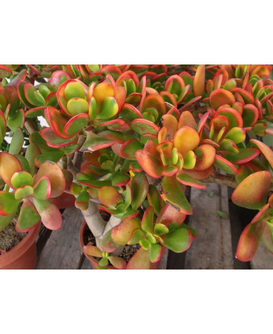 Kuentz-cactus  - Crassula ovata 'Hummel's Sunset' - Pot 14 cm