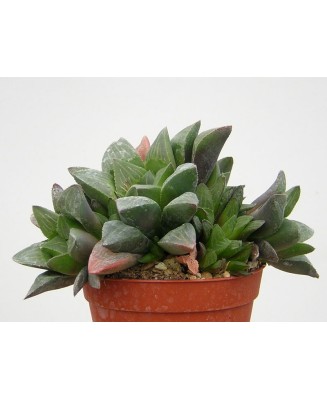 Kuentz-cactus  - Haworthia mutica - Pot  5 cm
