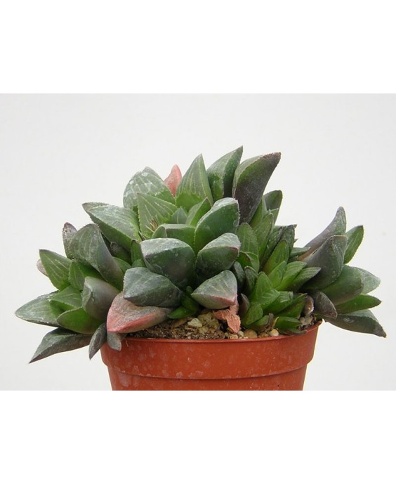 Kuentz-cactus  - Haworthia mutica - Pot  5 cm