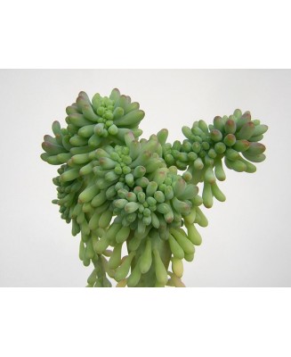 Kuentz-cactus  - Sedum pachyphyllum fma. cristata - Pot  5 cm