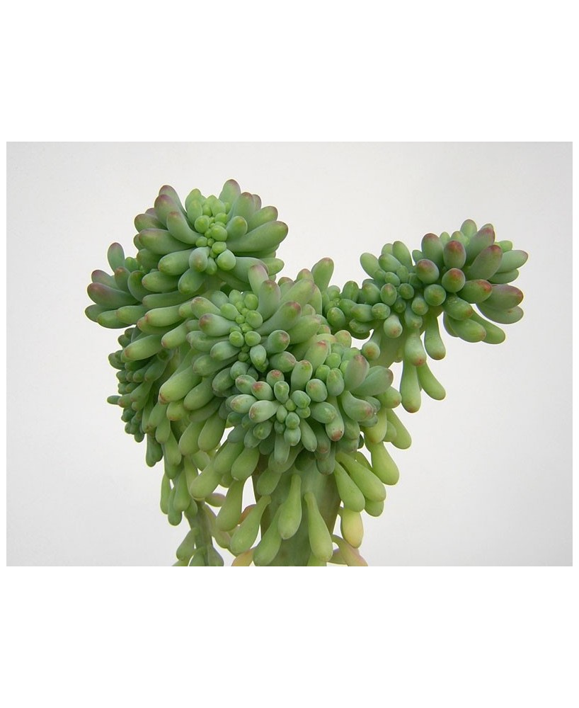 Kuentz-cactus  - Sedum pachyphyllum fma. cristata - Pot  5 cm
