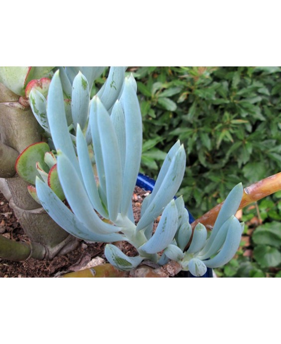 Kuentz-cactus  - Senecio serpens 1 (ex S. ficoides) - Pot 10 cm