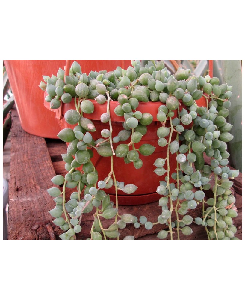 Kuentz-cactus  - Senecio rowleyanus (clone 2, ex ''S. herreanus'') - Pot  6 cm