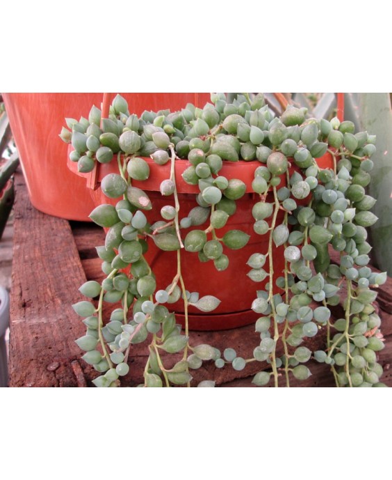 Kuentz-cactus  - Senecio rowleyanus (clone 2, ex ''S. herreanus'') - Pot  6 cm
