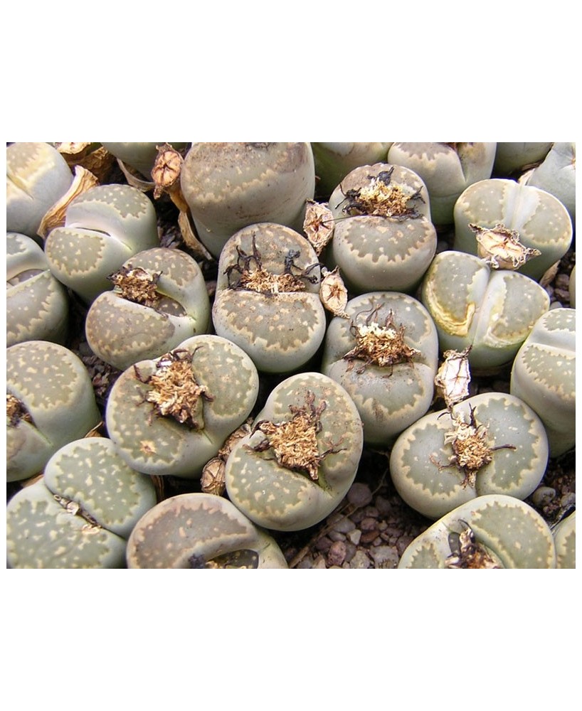 Kuentz-cactus  - Lithops salicola C 49 - Pot  5 cm