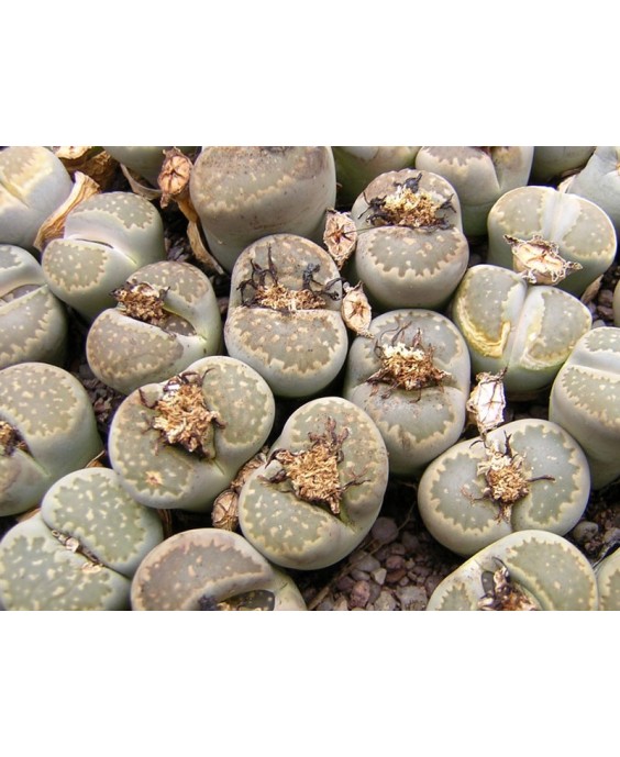 Kuentz-cactus  - Lithops salicola C 49 - Pot  5 cm