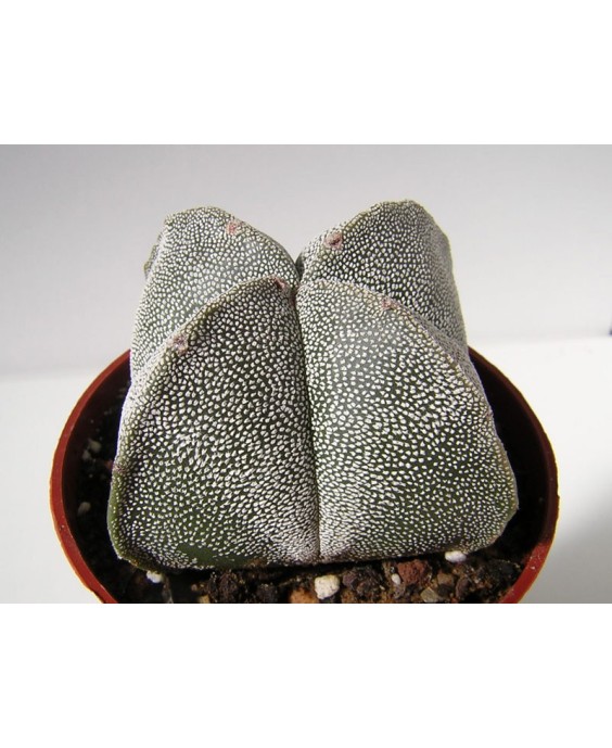 Kuentz-cactus  - Astrophytum myriostigma fma. quadricostata - Pot  8 cm