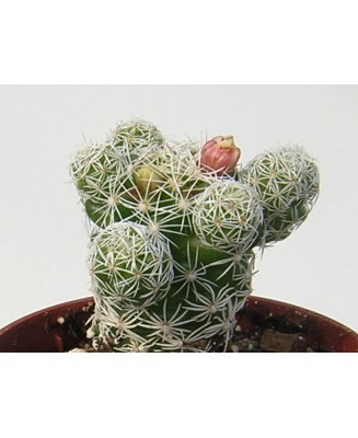 Kuentz-cactus  - Mammillaria vetula ssp. gracilis (M. gracilis) - Pot  5 cm