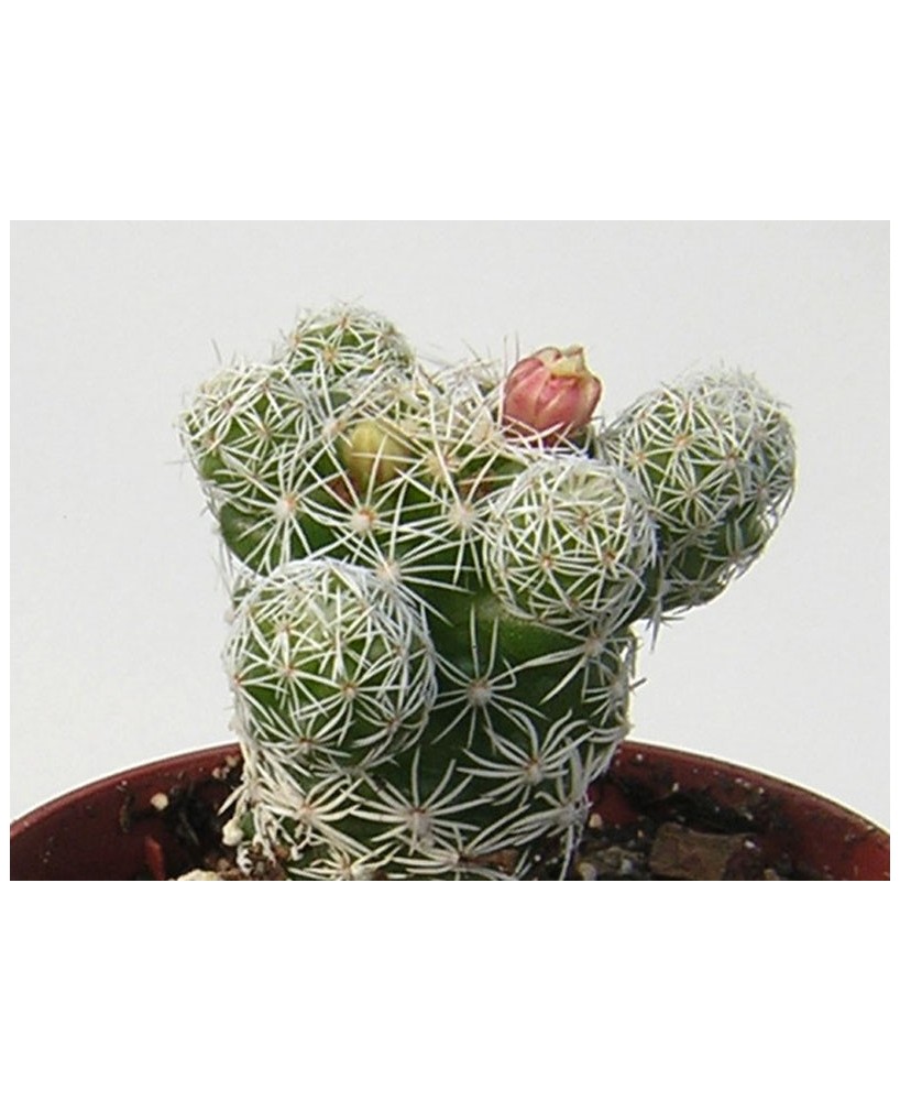 Kuentz-cactus  - Mammillaria vetula ssp. gracilis (M. gracilis) - Pot  5 cm