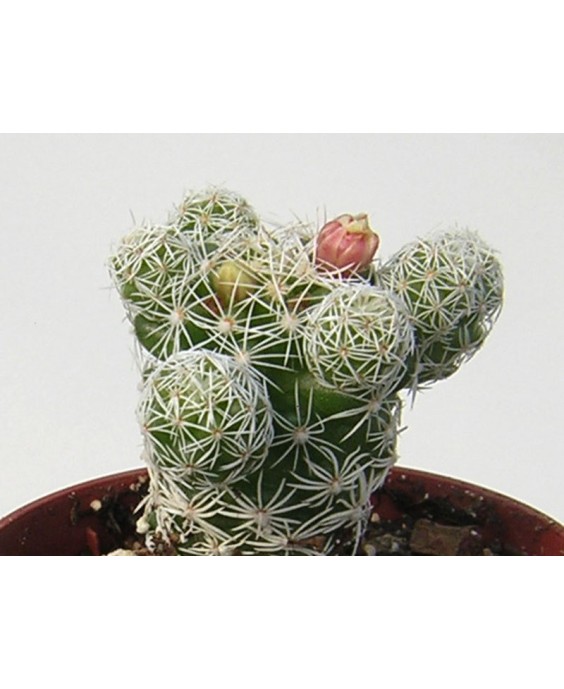 Kuentz-cactus  - Mammillaria vetula ssp. gracilis (M. gracilis) - Pot  5 cm