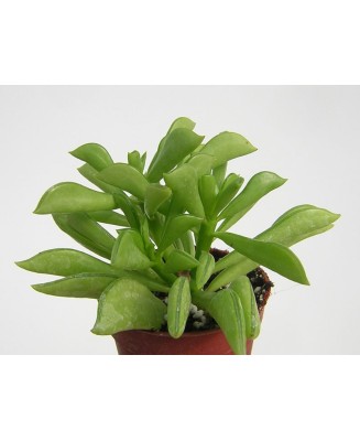 Kuentz-cactus  - Peperomia dolabriformis - Pot  5 cm