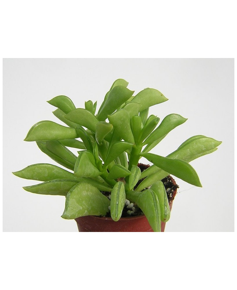 Kuentz-cactus  - Peperomia dolabriformis - Pot  5 cm