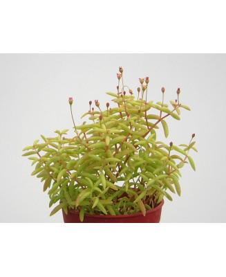 Kuentz-cactus  - Crassula expansa - Pot  5 cm