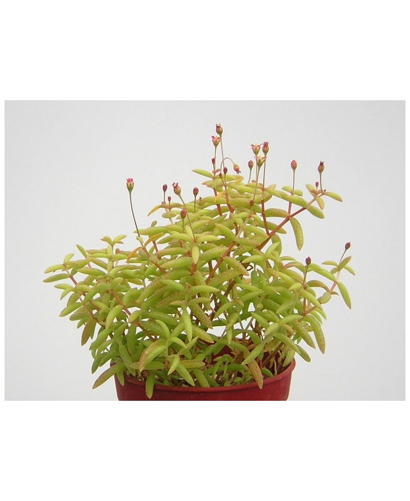 Kuentz-cactus  - Crassula expansa - Pot  5 cm