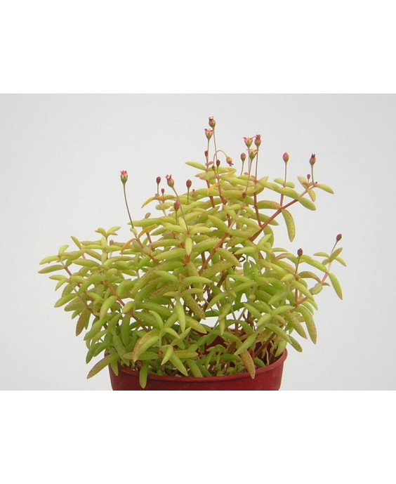 Kuentz-cactus  - Crassula expansa - Pot  5 cm