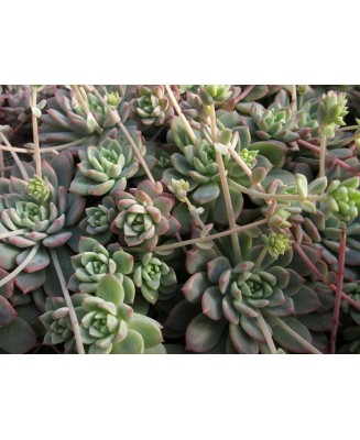 Kuentz-cactus  - Echeveria prolifica - Pot  5 cm