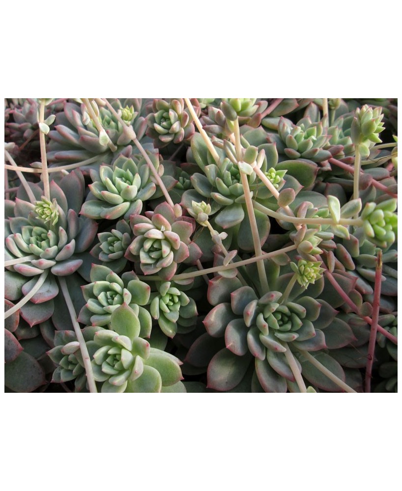 Kuentz-cactus  - Echeveria prolifica - Pot  5 cm