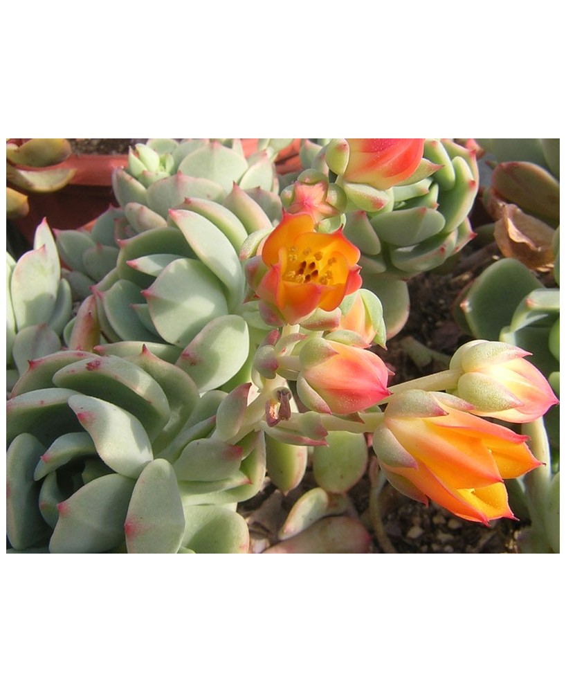 Kuentz-cactus  - Echeveria 'Clair de Lune' - Pot  6 cm