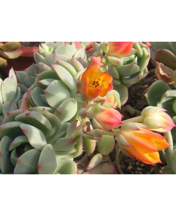 Kuentz-cactus  - Echeveria 'Clair de Lune' - Pot  6 cm