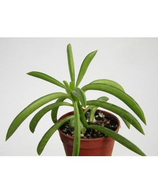 Kuentz-cactus  - Peperomia ferreyrae - Pot  5 cm