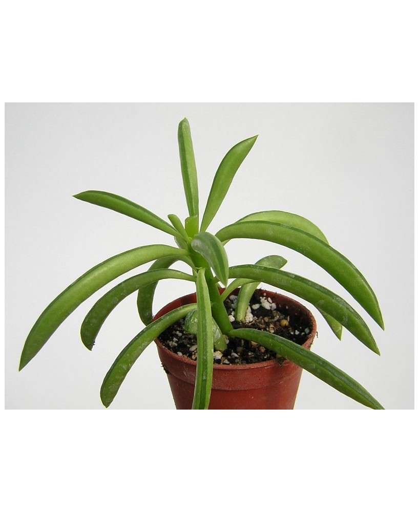 Kuentz-cactus  - Peperomia ferreyrae - Pot  5 cm