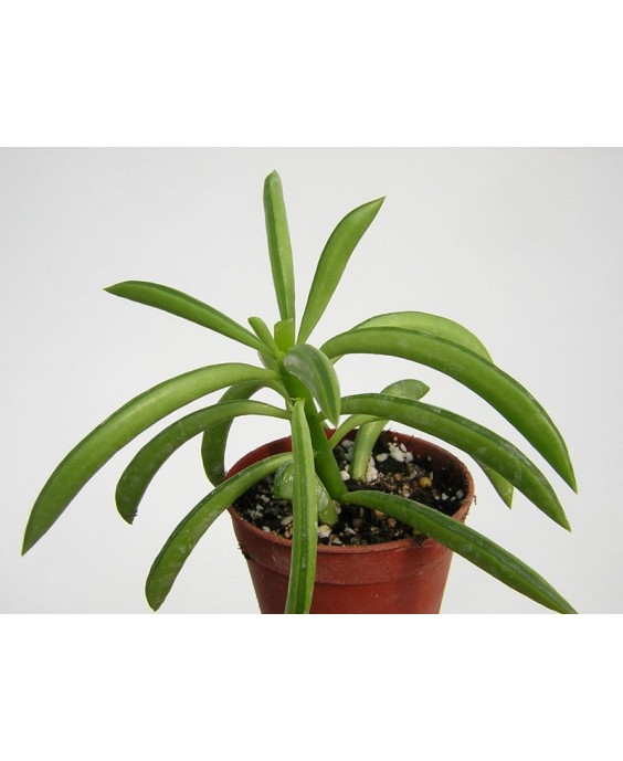 Kuentz-cactus  - Peperomia ferreyrae - Pot  5 cm