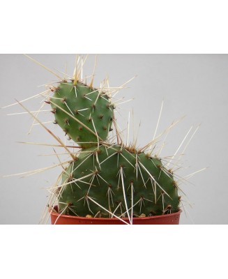 Kuentz-cactus  - Opuntia polyacantha - Pot  6 cm